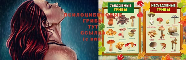 прущие грибы Нефтекумск